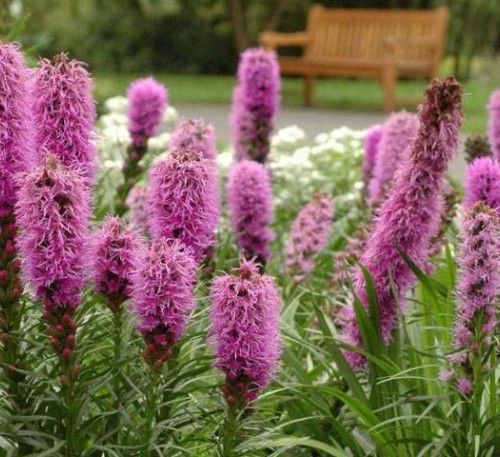 Dense Blazing Star Pink (Liatris )